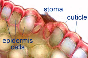 Tessuti tegumentali esterni: epidermide.