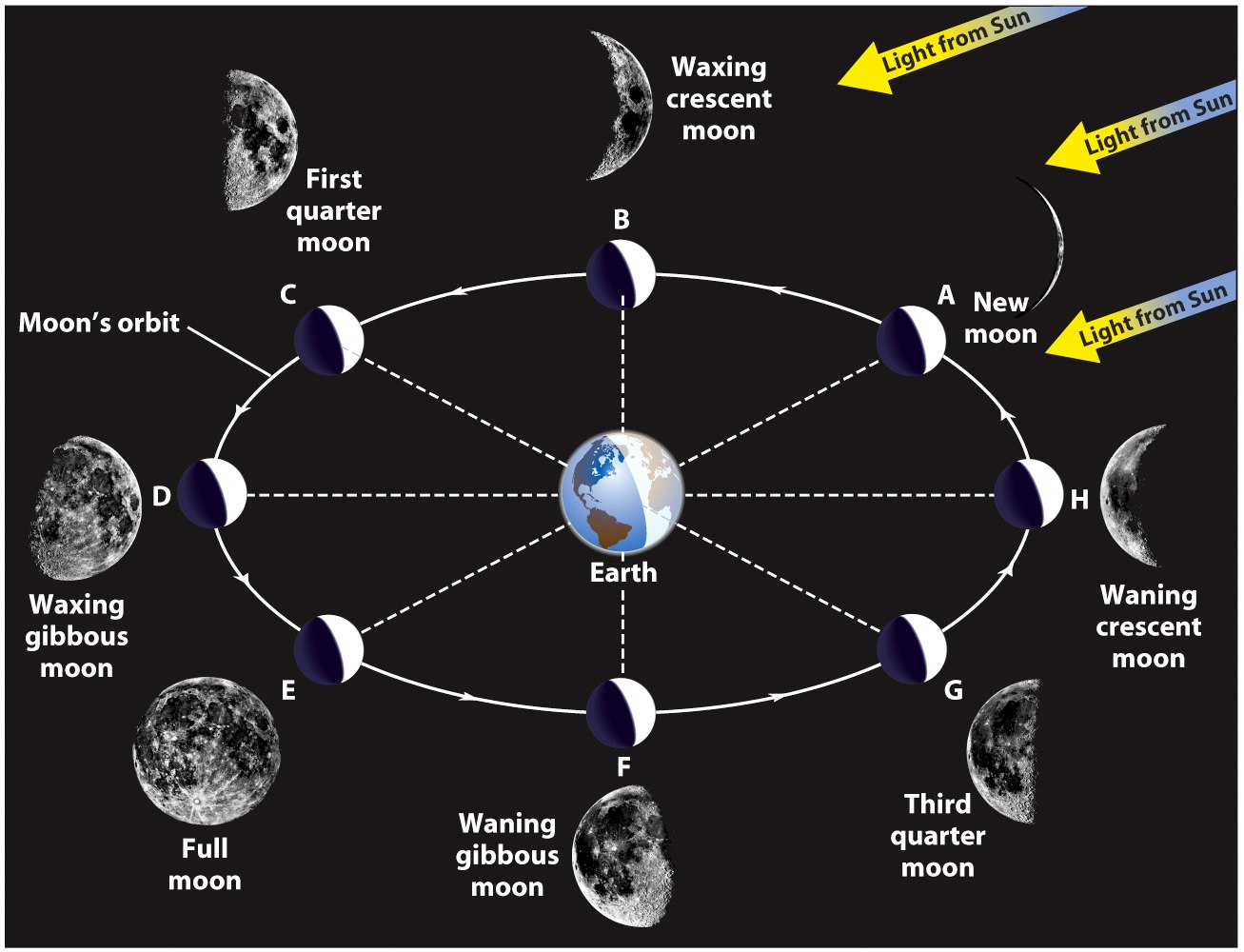 Le fasi lunari Dalla Terra vediamo porzioni diverse della