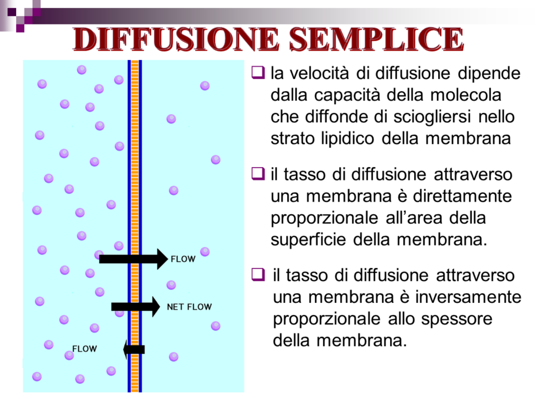 Se una membrana cellulare è permeabile a una molecola, tale molecola può entrare o uscire dalla cellula per diffusione.