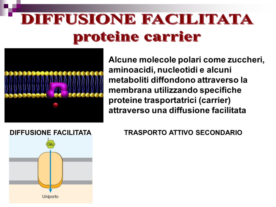 Alcune molecole polari come zuccheri, aminoacidi, nucleotidi e alcuni metaboliti diffondono attraverso la membrana utilizzando specifiche proteine trasportatrici (carrier) attraverso una diffusione