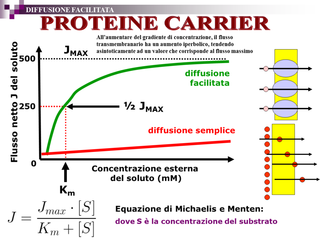 La retta in basso corrisponde alle velocità del trasporto corrispondente ad un processo di diffusione semplice attraverso il doppio strato lipidico.