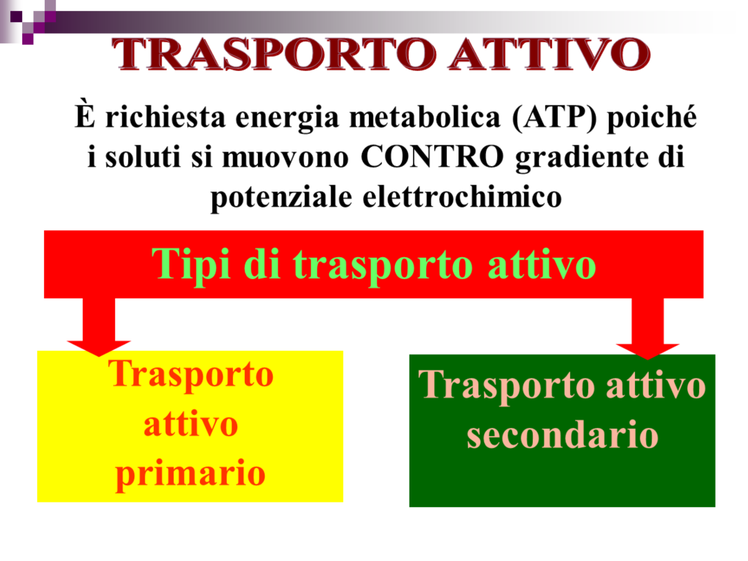 A seconda di come viene utilizzato l ATP, il trasporto attivo può essere suddiviso in trasporto attivo primario che utilizza direttamente l energia che deriva dal legame fosfato dell ATP e il