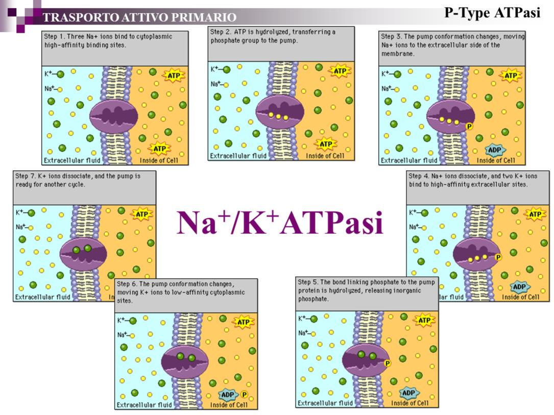 La pompa dal versante intracellulare ha un alta affinità per il Na e una bassa affinità per il K.