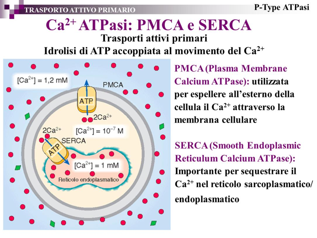 La pompa Ca 2+ ATPasi è una proteina integrale di membrana (PM 100 kda) con 10 domini transmembrana.