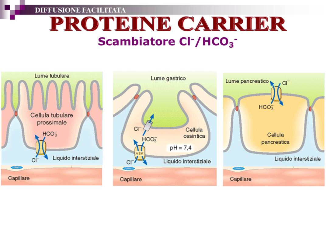 Il trasportatore Cl/HCO3 è particolarmente importante anche in altri distretti dove svolge importanti funzioni come: Il riassorbimento di bicarbonato a livello della membrana basolaterale del digiuno