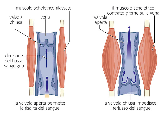 Le vene Per facilitare il ritorno del sangue al cuore, le grosse vene sono compresse tra