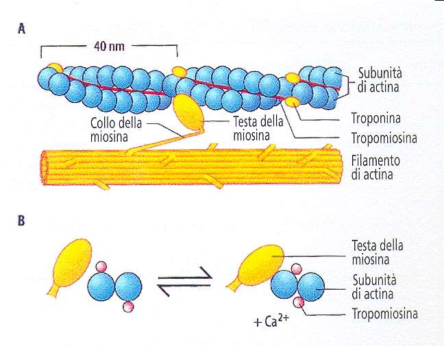 Attivazione della contrazione muscolare L attività ciclica dei crossbridge è regolata dal Ca 2+ intracellulare Filamento di miosina Sito di