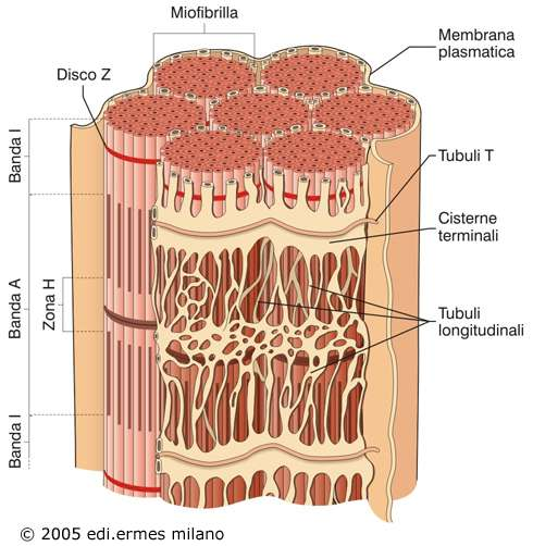 Il sistema tubuli T-reticolo sarcoplasmatico Ca 2+ immagazzinato nelle cisterne terminali del RS (forma libera, 0.5 1 mm e legata alla proteina calsequestrina).