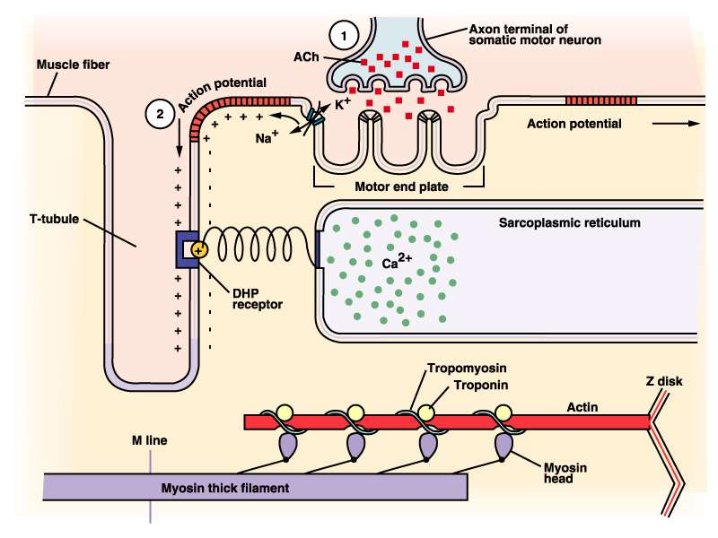 Fibra muscolare Potenziale d azione Terminale assonico motoneurone Potenziale d azione TubuloT Recettori della