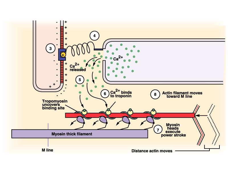 Ca++ rilasciato I siti di legame vengono scoperti Ca++ si lega alla troponina I filamenti di actina si muovono verso la linea M Linea M La testa della miosina si