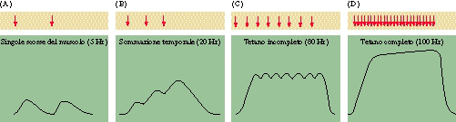 meccanica della contrazione LA SCOSSA MUSCOLARE 1) FREQUENZE DI STIMOLAZIONE: se le stimolazioni si ripetono le caratteristiche della contrazione cambiano se una ulteriore stimolazione arriva quando