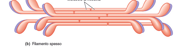 Nel muscolo scheletrico circa 250 molecole di miosina si uniscono a formare un filamento spesso, il quale è sistemato