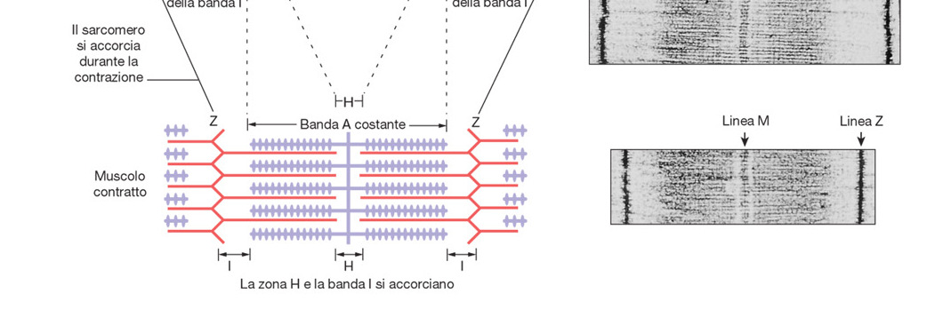 TEORIA DELLO SCORRIMENTO DEI FILAMENTI Quando un sarcomero si contrae, i filamenti sottili e spessi non cambiano in lunghezza.