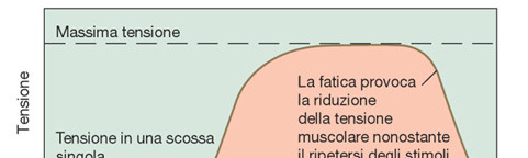 Se il muscolo raggiunge una tensione costante, è nella condizione di tetano completo.