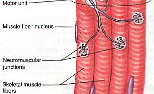 Unità motoria: gruppo di fibre innervate da un solo motoneurone Unità motoria: è l unità fondamentale della contrazione nel muscolo scheletrico Fibre dello stesso tipo.