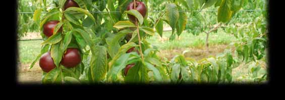 Monalia* Caratteristico colore rosso molto scuro di elevata estensione Polpa di elevata