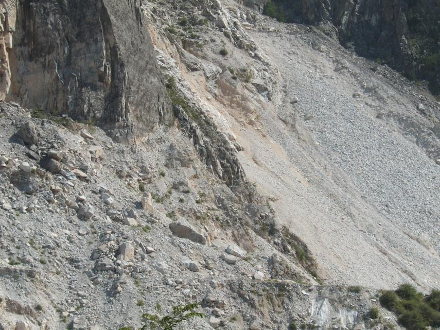 Selezione specie per recuperi e habitat per endemiche PARTE ALTA DEL GRAFICO A) Specie adatte al disturbo in ravaneti più instabili: Alberi /arbusti: Salix caprea, Salix eleagnos, Ostrya carpinifolia