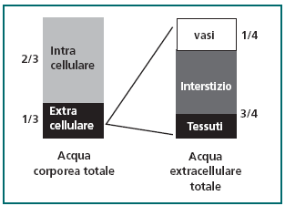 UN PO DI FISIOLOGIA L acqua totale corporea (ATC) ammonta a circa il 50% del peso nelle femmine e a circa il 60% nei maschi, divisa dalla membrana cellulare in due grandi spazi funzionali, intra ed