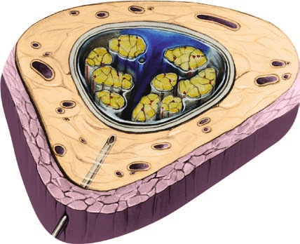 Precisione anche nel più piccolo dettaglio Applicazione di EpiSpin Lock La punta perfetta Puntura dello spazio peridurale La tecnica dell anestesia combinata spinale-peridurale (Combined Spinal-