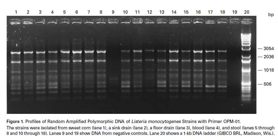 Listeria monocytogenes, sierogruppo 4b, con identico profilo genomico è stata isolata da: - Pazienti