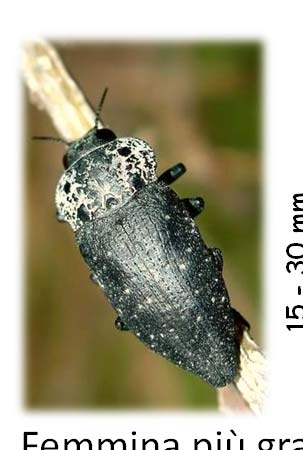 Adulto robusto, nero opaco 15-30 mm Femmina più grande del maschio Protorace densamente punteggiato, con