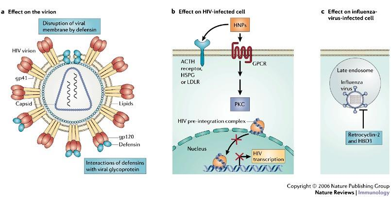 Defensine Corti peptidi antimicrobici prodotti da leucociti, NK, neutrofili e cell. epiteliali, in seguito a vari stimoli (fra cui anche attivazione di TLR).