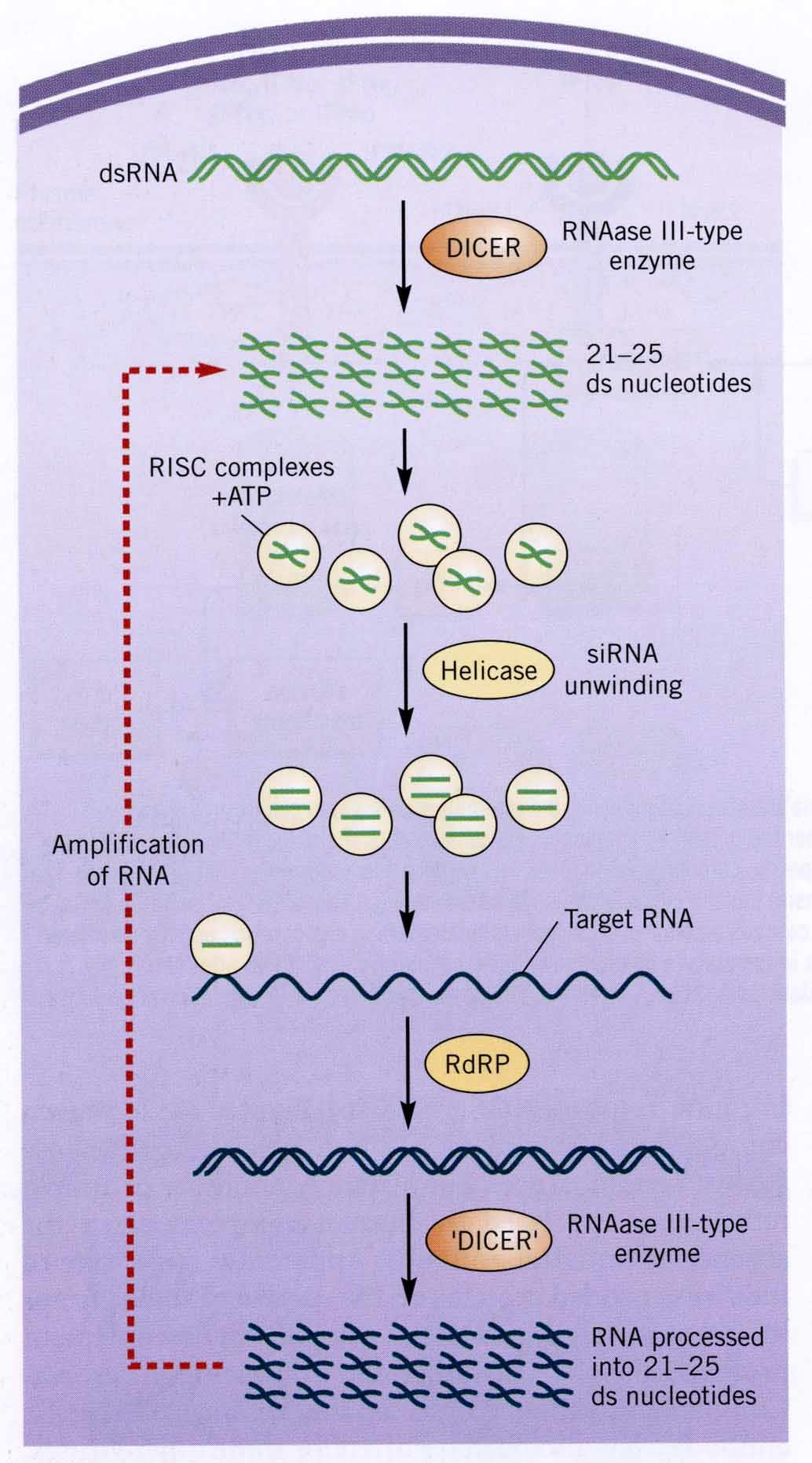 Interferenza da RNA E il processo con cui una molecola di RNA a doppia elica provoca la degradazione degli mrna con sequenze nucleotidiche omologhe.