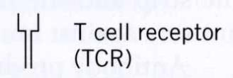 Immunità Adattativa cellulo-mediata I linfociti T CD8 sono cellule effettrici che lisano le cellule bersaglio e secernono citochine.