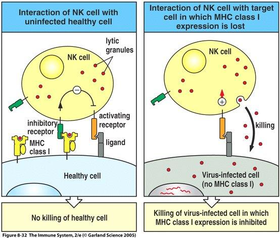 Cellule dell Immunità Innata Le cellule NK non hanno TLRs, ma altri recettori. Le cellule NK hanno dei recettori inibitori che, se occupati, le inibiscono (KIRs).