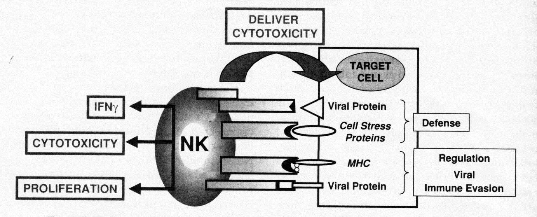 Cellule dell Immunità Innata In altre parole, la risposta delle NK dipende da un complesso equilibrio fra segnali attivatori (che inducono il rilascio di segnali che innescano la citotossicità verso