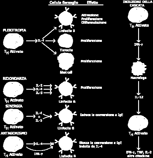 v. 1.3 gsartor 2012 M04 - Trasduzione del segnale III 17 Famiglia quattro α-eliche Circa 50 membri (ematopoietine) Ruolo fondamentale nell attivazione e lo sviluppo dei linfociti e mielociti.
