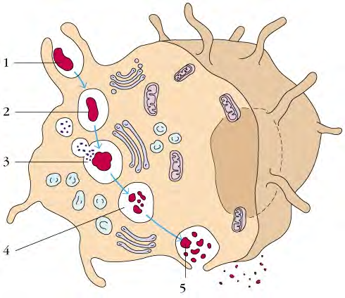 LA FAGOCITOSI adesione fagosoma