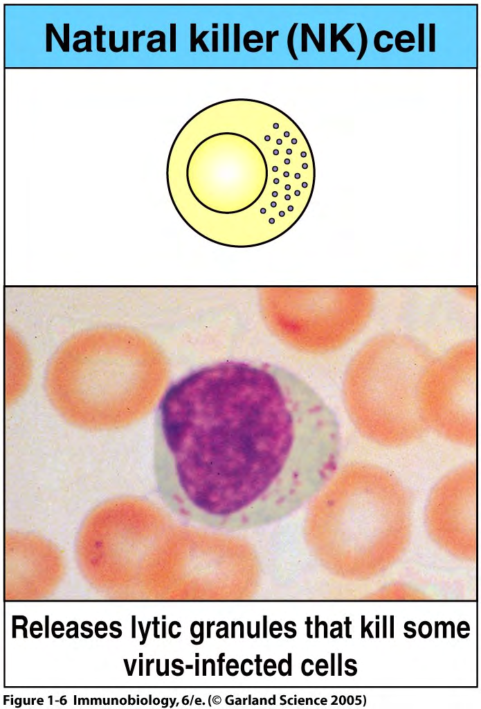 THE NATURAL CYTOTOXIC