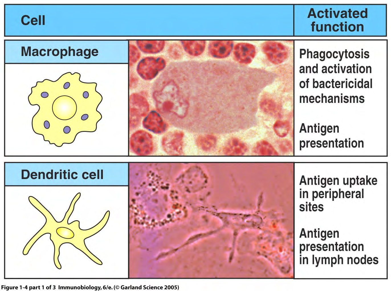 THE ANTIGEN-PRESENTING CELLS OF INNATE IMMUNITY ACCESSORY and EFFECTOR