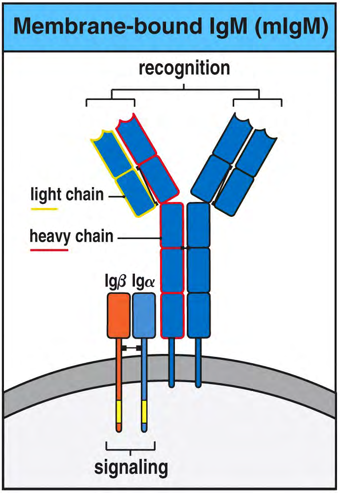 SOMATICALLY GENERATED ANTIGEN