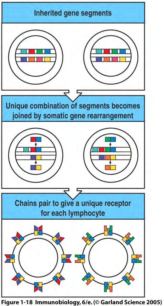 THE DIVERSITY OF LYMPHOCYTE ANTIGEN RECEPTORS