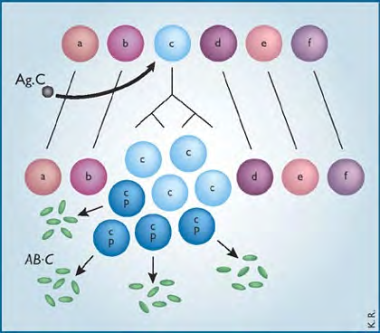 THE CLONAL SELECTION THEORY Sir Frank Macfarlane Burnet Courtesy of The National Library of Medicine Each lymphocyte bears a single type of receptor with a unique specificity How many antigens can