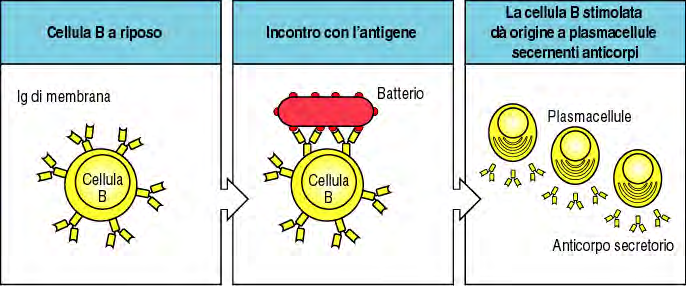 La funzione