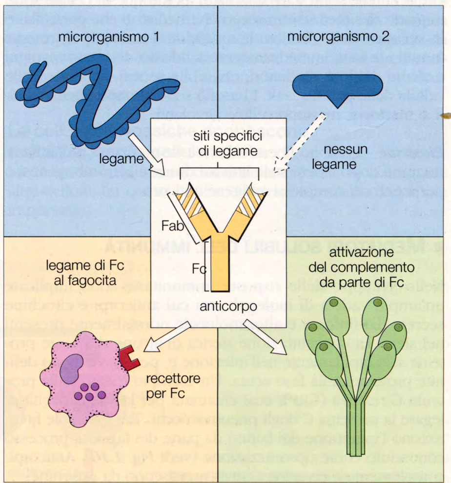 L anticorpo: una