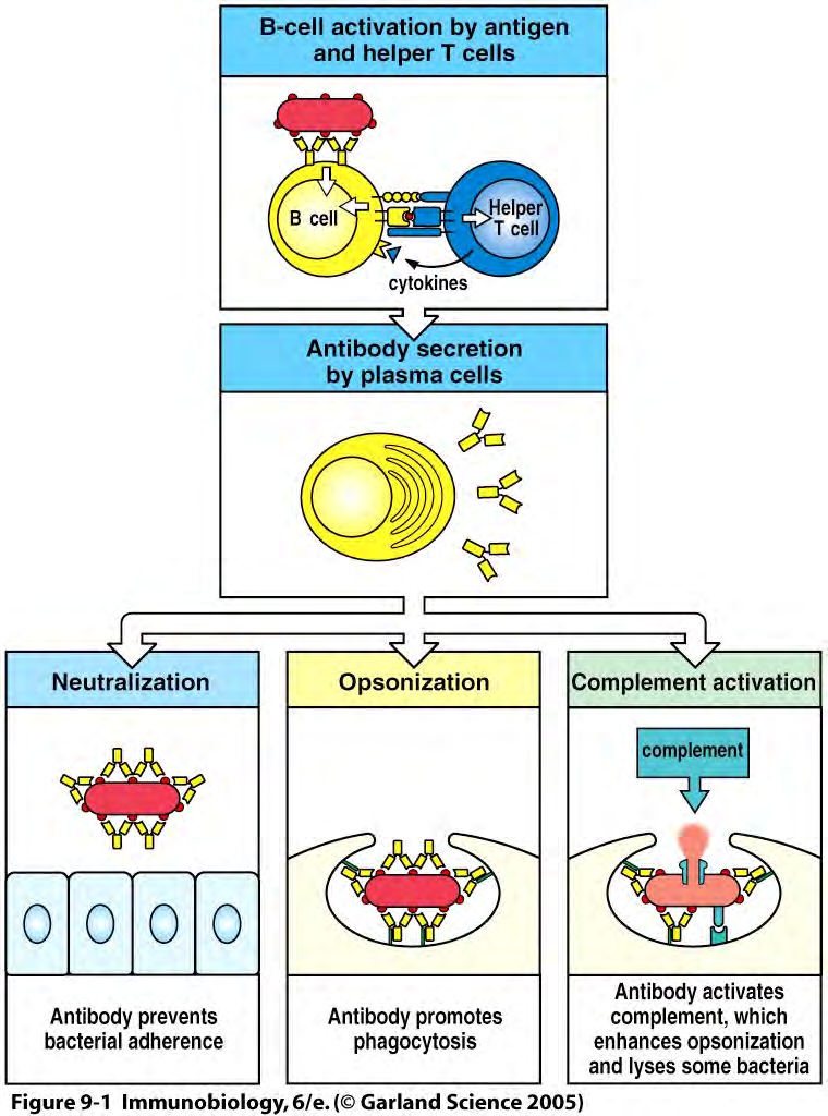 ANTIBODY EFFECTOR