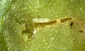 Larva di Bactrocera di 1 generazione Si consiglia di campionare l'oliveto per tutta la sua estensione, prelevando drupe poste a diverse altezze ed esposizione della chioma, consigliando il
