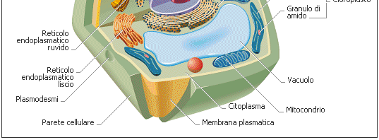 Cellula