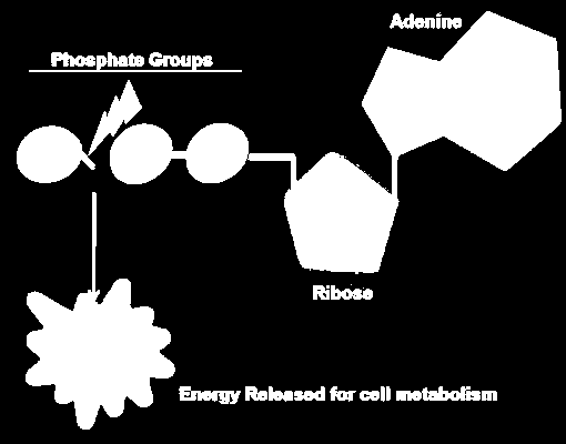 ATP Adenosina trifosfato è un composto ad alta energia composta da una base azotata, l adenina, da uno zucchero, il ribosio (Quando il ribosio lega l adenina