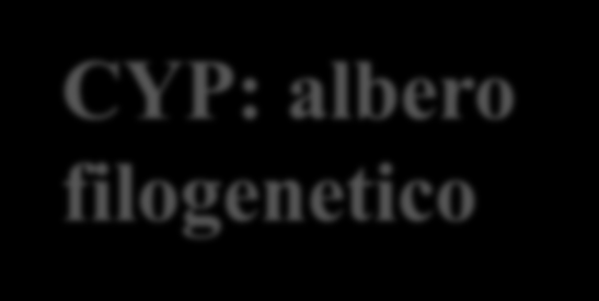 CYP: albero filogenetico 10-15% nel fegato 5% 9 % SUPERFAMIGLIA