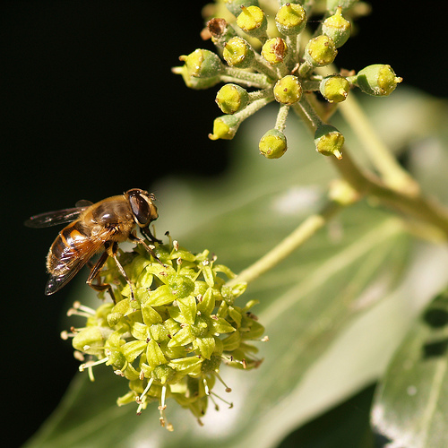 Effetti inattesi di un raccolto fuori stagione Ottobre precedente caldo e umido Raccolto forte di miele di edera Miele