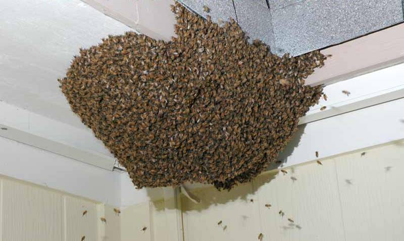 Termoregolazione nello sciame Honeybee swarms regulate their core temperature at a high set point (near 36 C) and the