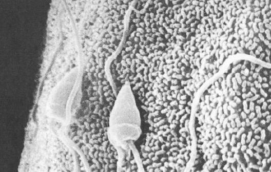 RIPRODUZIONE SESSUATA E FECONDAZIONE RIPRODUZIONE SESSUATA Gametogenesi Spermatogenesi Oogenesi Fecondazione Fusione delle membrane dei gameti