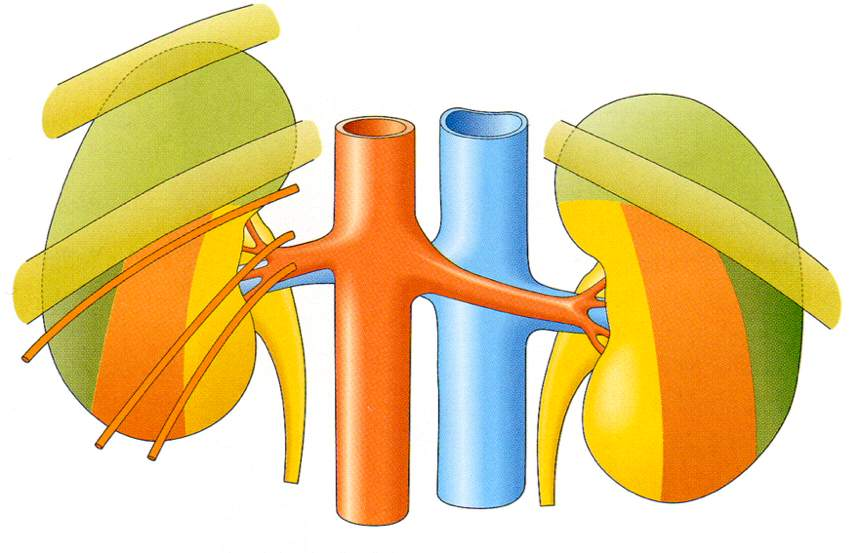 Proiezione posteriore Diaframma M. trasverso dell addome M. psoas M.