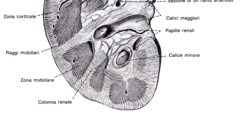 Immagine tratta da: Anatomia Umana,