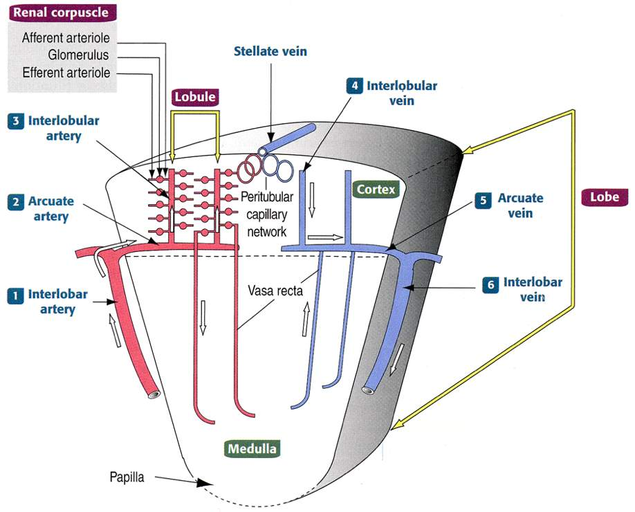 Immagine tratta da: Hystology and Cell